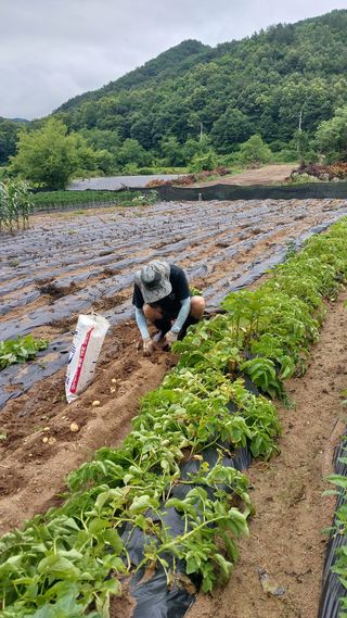 김현종님의 감자 · 영농일지 작성글 사진