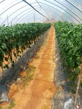 팜모닝 고추·영농일지 게시글 이미지