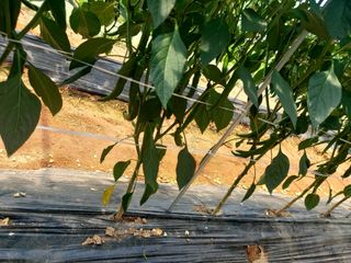 이명규님의 고추 · 영농일지 작성글 사진