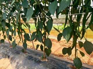 이명규님의 고추 · 영농일지 작성글 사진