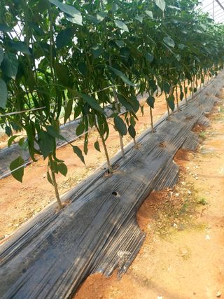 이명규님의 고추 · 영농일지 작성글 사진