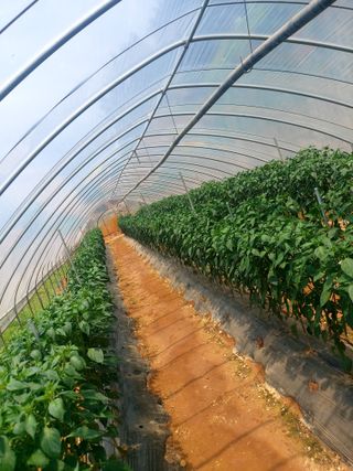 이명규님의 고추 · 영농일지 작성글 사진