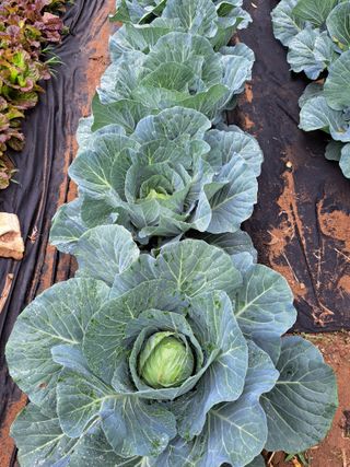 권찬훈님의 양배추 · 영농일지 작성글 사진