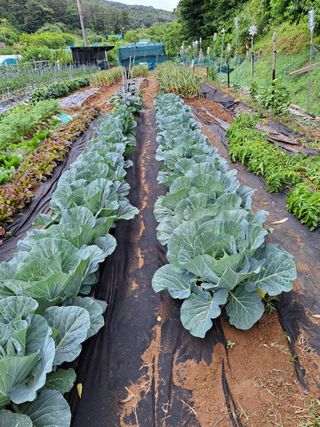 권찬훈님의 양배추 · 영농일지 작성글 사진