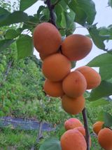 팜모닝 기타작물·영농일지 게시글 이미지