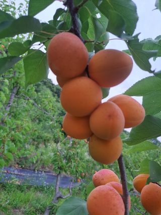 주동혁님의 기타작물 · 영농일지 작성글 사진