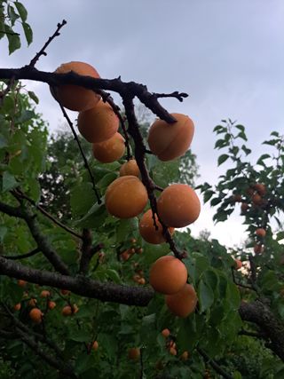 주동혁님의 기타작물 · 영농일지 작성글 사진