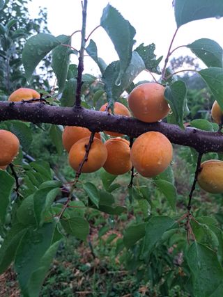 주동혁님의 기타작물 · 영농일지 작성글 사진