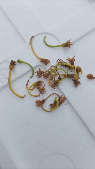 성정동님의 고추 · 병해충상담 작성글 사진