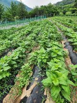 팜모닝 참깨·영농일지 게시글 이미지