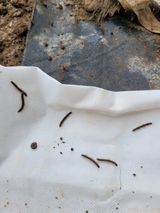 팜모닝 자유주제·자유게시판 게시글 이미지