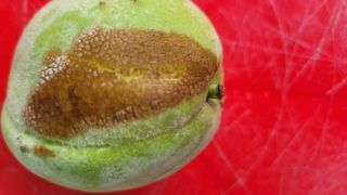 복숭아넘맛있어요님의 복숭아 · 병해충상담 작성글 사진