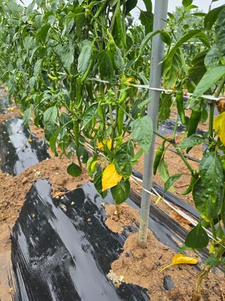 낙엽교목류1705님의 자유주제 · 자유게시판 작성글 사진