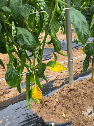 낙엽교목류1705님의 자유주제 · 자유게시판 작성글 사진