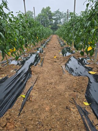 낙엽교목류1705님의 자유주제 · 자유게시판 작성글 사진