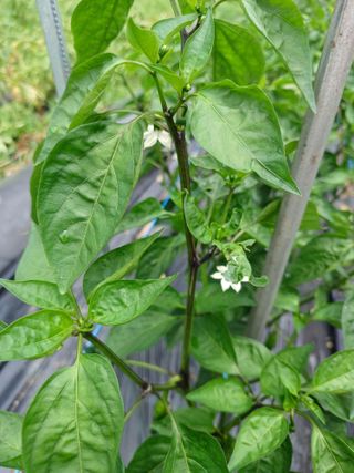 베들임님의 고추 · 병해충상담 작성글 사진