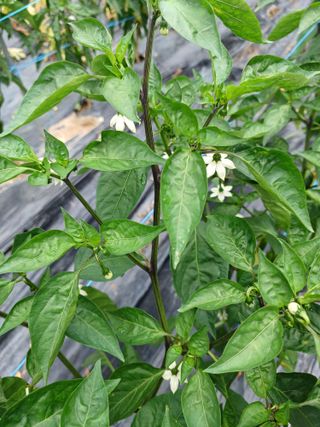 베들임님의 고추 · 병해충상담 작성글 사진