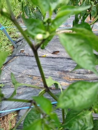 베들임님의 고추 · 병해충상담 작성글 사진