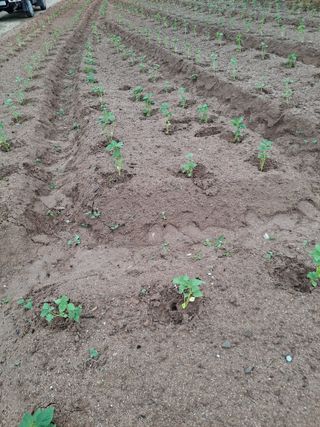 이진수님의 들깨 · 영농일지 작성글 사진