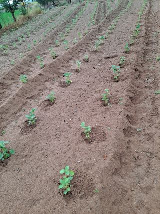 이진수님의 들깨 · 영농일지 작성글 사진