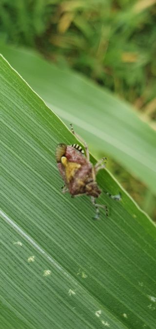 권병관님의 옥수수 · 병해충상담 작성글 사진