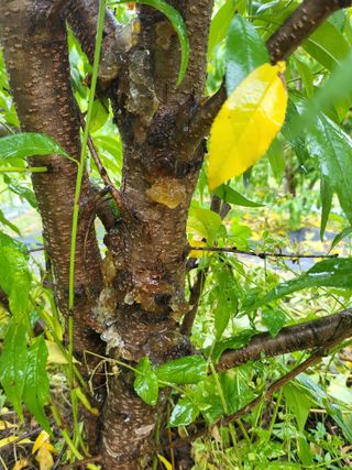 박상근님의 복숭아 · 병해충상담 작성글 사진