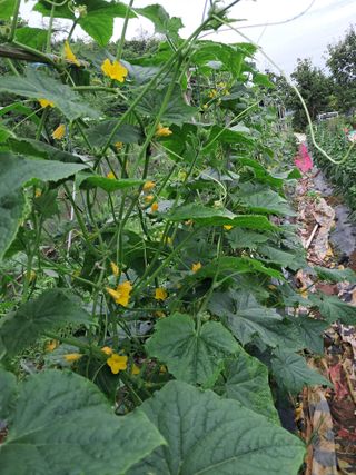 최한기님의 ☔️장마 대비 하셨나요? · 참여글 작성글 사진