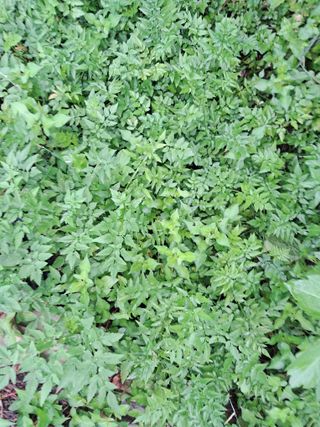 최한기님의 ☔️장마 대비 하셨나요? · 참여글 작성글 사진