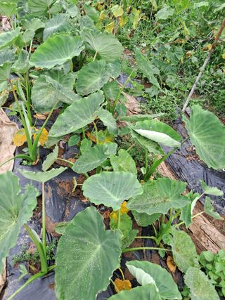 최한기님의 ☔️장마 대비 하셨나요? · 참여글 작성글 사진