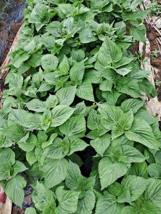 최한기님의 ☔️장마 대비 하셨나요? · 참여글 작성글 사진