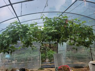 다소농원님의 자유주제 · 자유게시판 작성글 사진