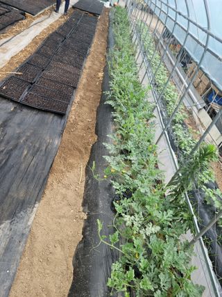 다소농원님의 자유주제 · 자유게시판 작성글 사진