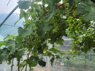 다소농원님의 자유주제 · 자유게시판 작성글 사진