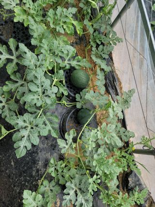 다소농원님의 자유주제 · 자유게시판 작성글 사진