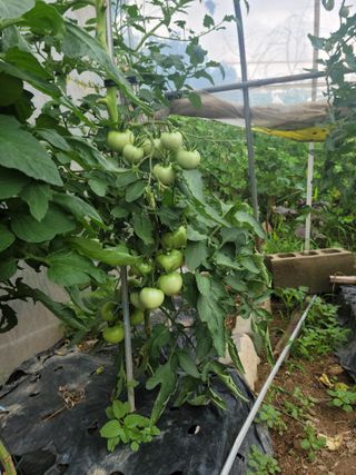 다소농원님의 자유주제 · 자유게시판 작성글 사진