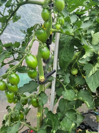 다소농원님의 자유주제 · 자유게시판 작성글 사진