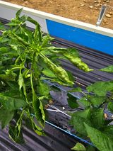 팜모닝 고추·지주설치•유인•성장 게시글 이미지