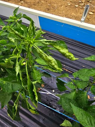 권춘화님의 고추 · 지주설치•유인•성장 작성글 사진