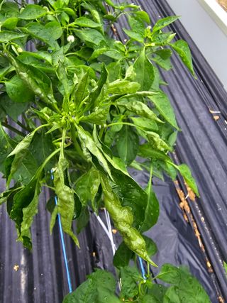 권춘화님의 고추 · 지주설치•유인•성장 작성글 사진