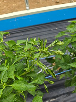 권춘화님의 고추 · 지주설치•유인•성장 작성글 사진