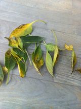 팜모닝 고추·병해충상담 게시글 이미지