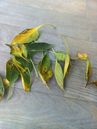 자두18953님의 고추 · 병해충상담 작성글 사진