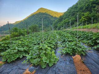 채춘식님의 자유주제 · 자유게시판 작성글 사진