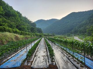 채춘식님의 자유주제 · 자유게시판 작성글 사진