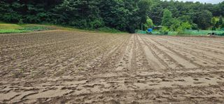 윤태희님의 콩 · 영농일지 작성글 사진