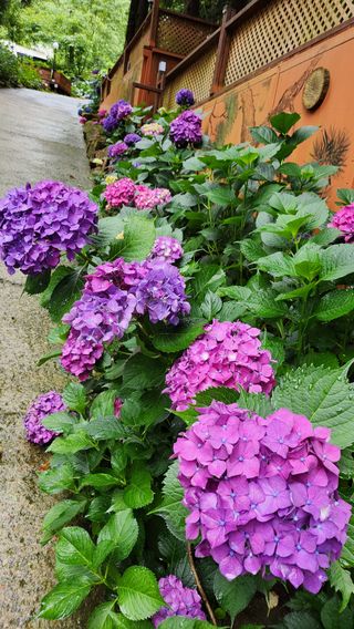 치유숲모이라양재순님의 자유주제 · 자유게시판 작성글 사진