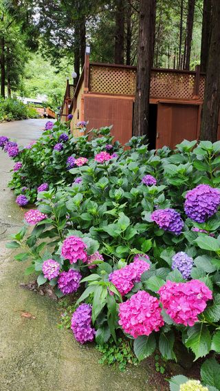 치유숲모이라양재순님의 자유주제 · 자유게시판 작성글 사진