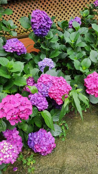 치유숲모이라양재순님의 자유주제 · 자유게시판 작성글 사진