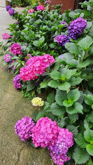 치유숲모이라양재순님의 자유주제 · 자유게시판 작성글 사진