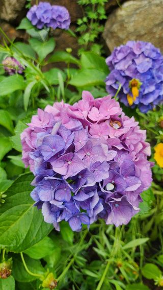 치유숲모이라양재순님의 자유주제 · 자유게시판 작성글 사진